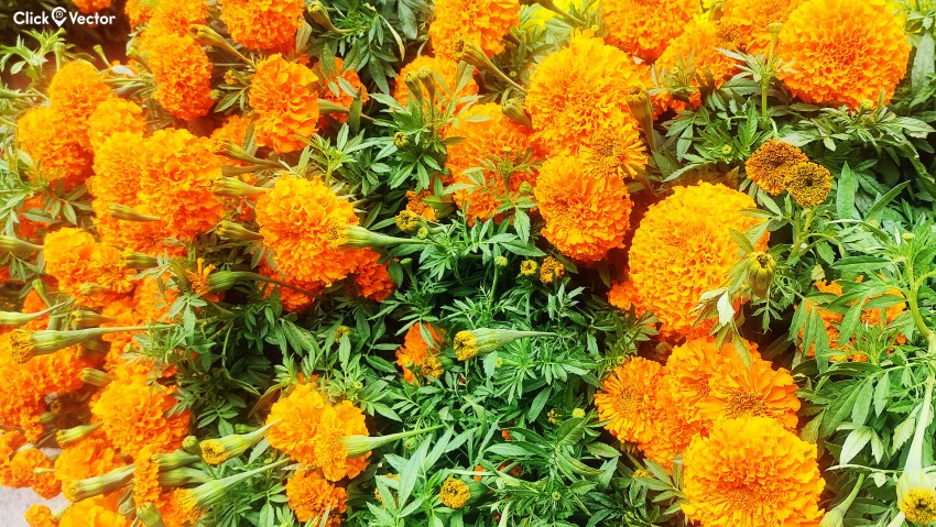 Photo Orange Flowers Calendula Closeup 2560x1440